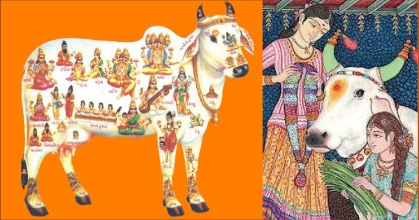 You are currently viewing गौ वेद – रोग हरण